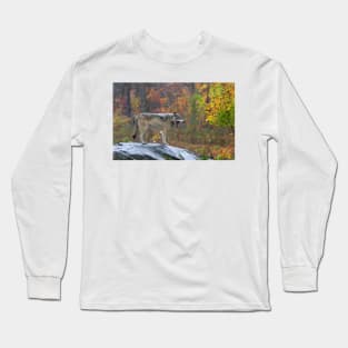 Timber Wolf in the rain Long Sleeve T-Shirt